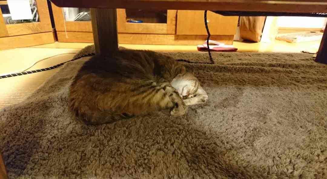 (身バレしない程度に)お宅の猫ちゃん見せてください！