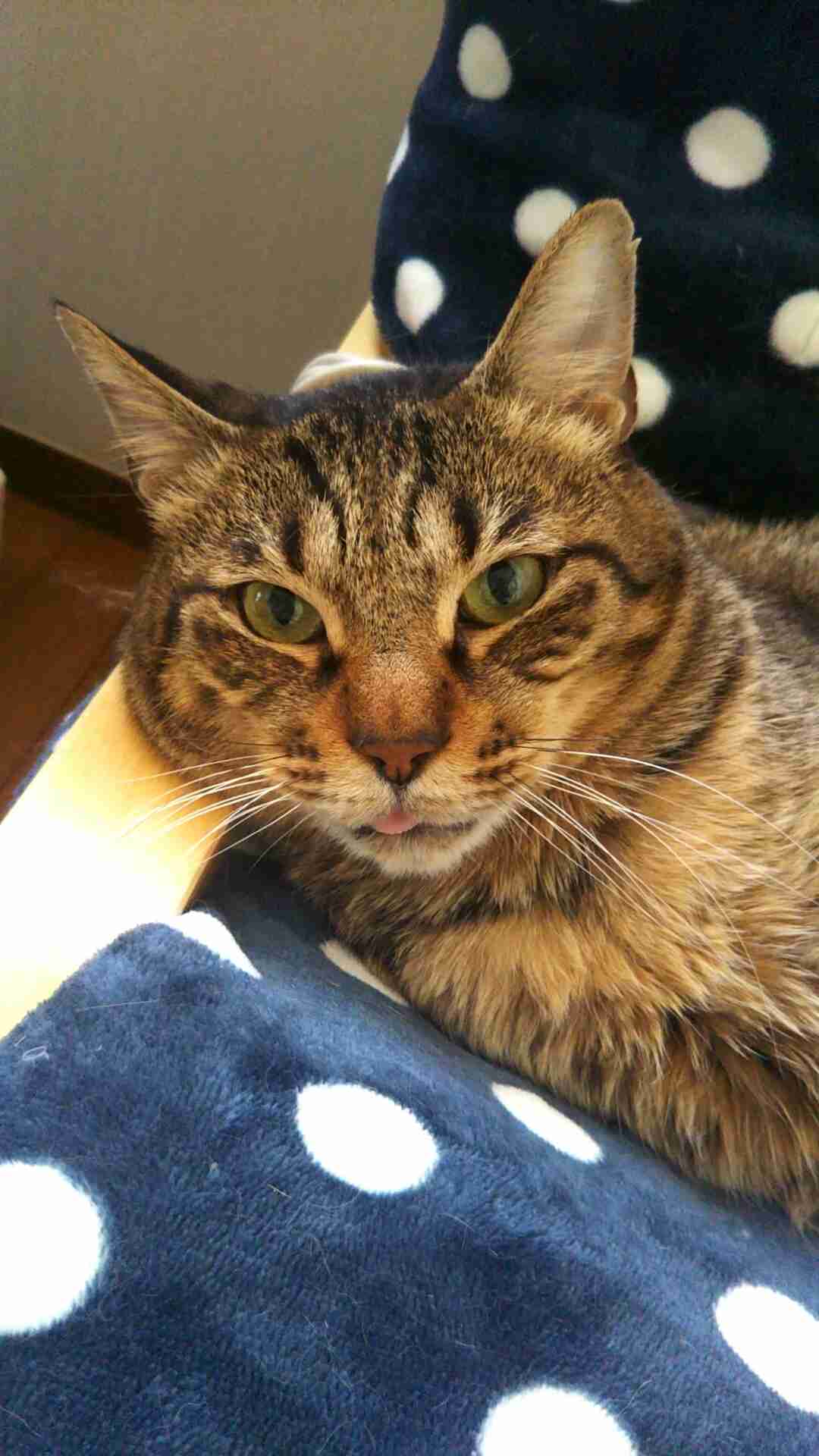 (身バレしない程度に)お宅の猫ちゃん見せてください！