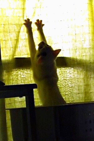 (身バレしない程度に)お宅の猫ちゃん見せてください！