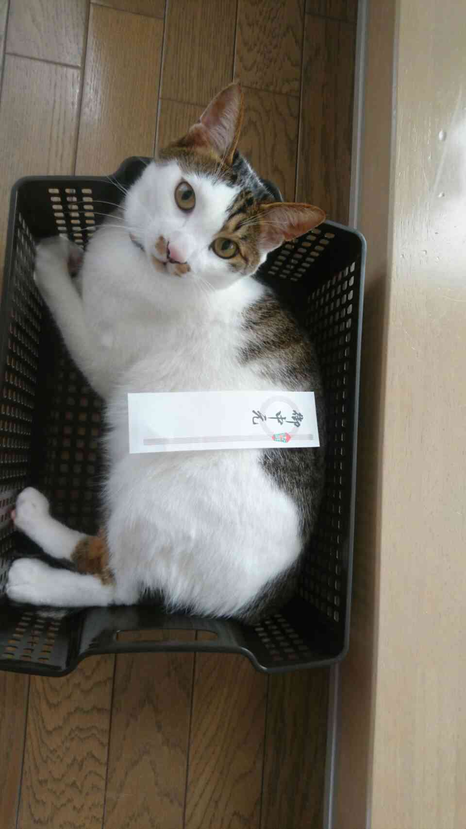 (身バレしない程度に)お宅の猫ちゃん見せてください！