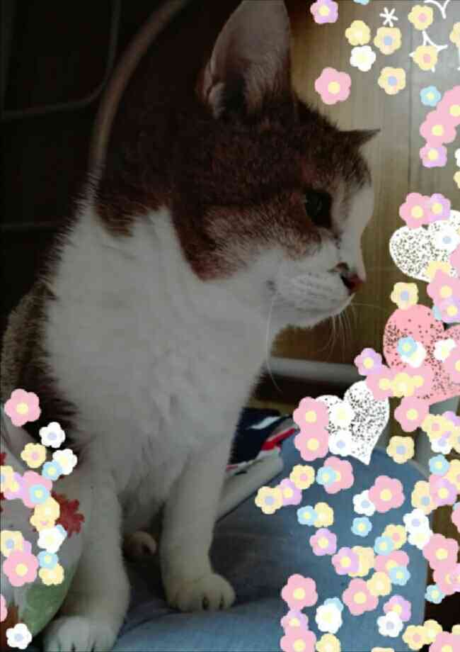 (身バレしない程度に)お宅の猫ちゃん見せてください！