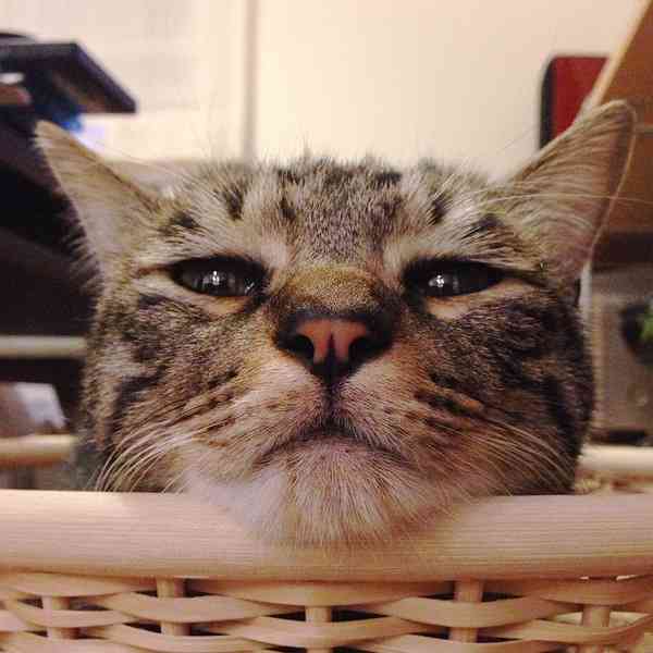 (身バレしない程度に)お宅の猫ちゃん見せてください！