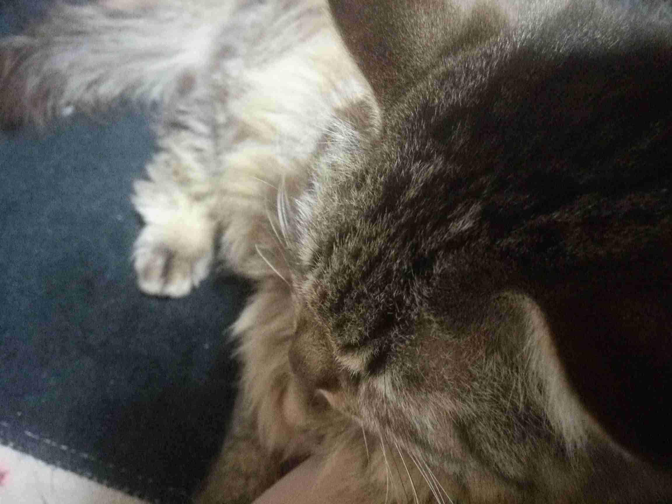 (身バレしない程度に)お宅の猫ちゃん見せてください！