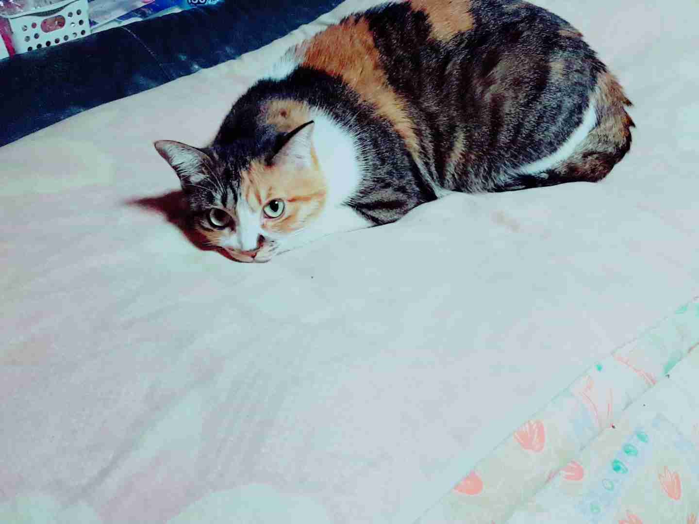 (身バレしない程度に)お宅の猫ちゃん見せてください！