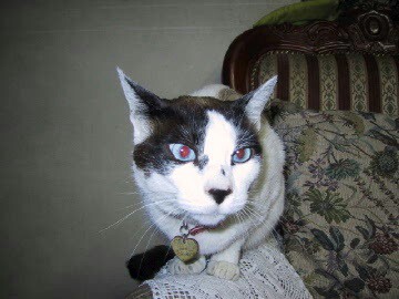 (身バレしない程度に)お宅の猫ちゃん見せてください！