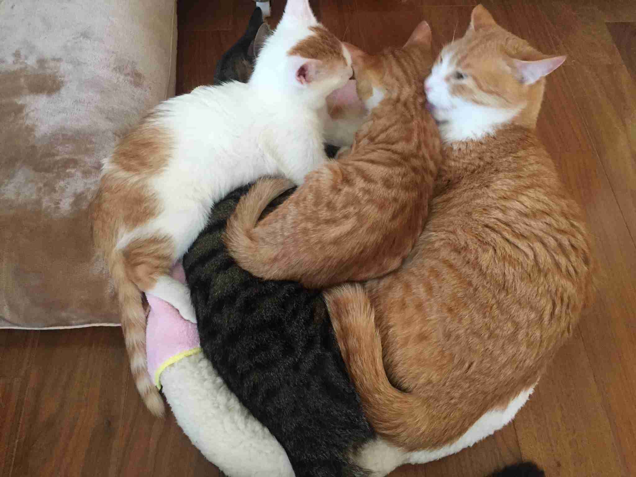 (身バレしない程度に)お宅の猫ちゃん見せてください！