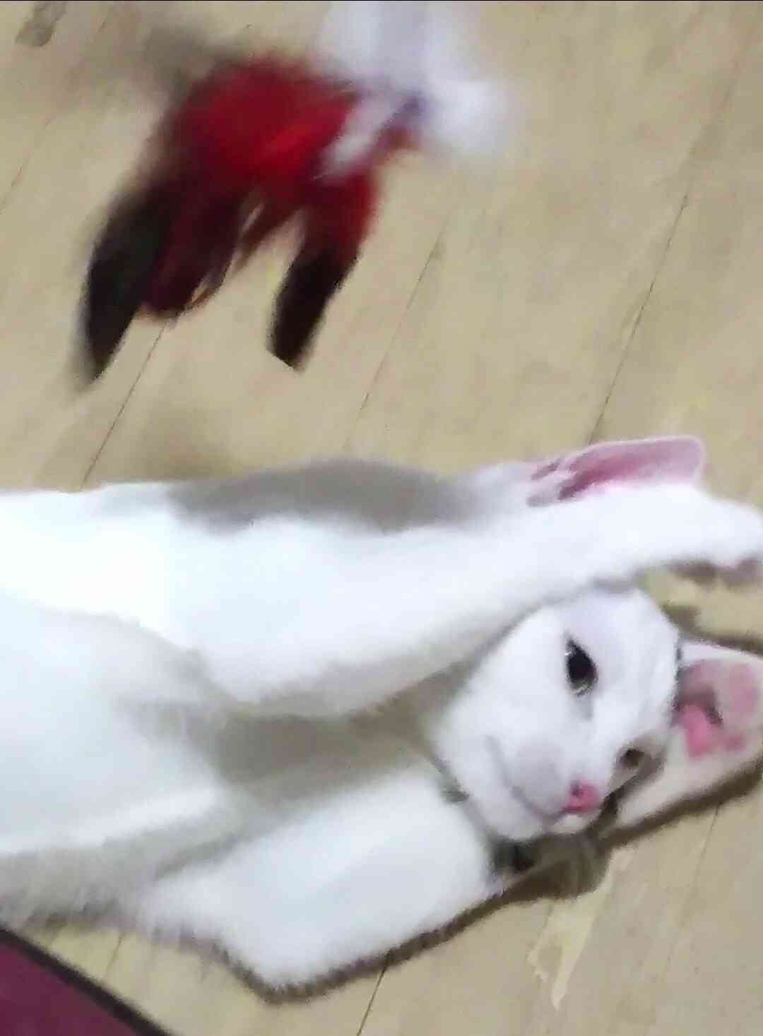 (身バレしない程度に)お宅の猫ちゃん見せてください！