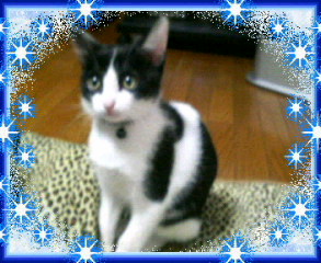 (身バレしない程度に)お宅の猫ちゃん見せてください！