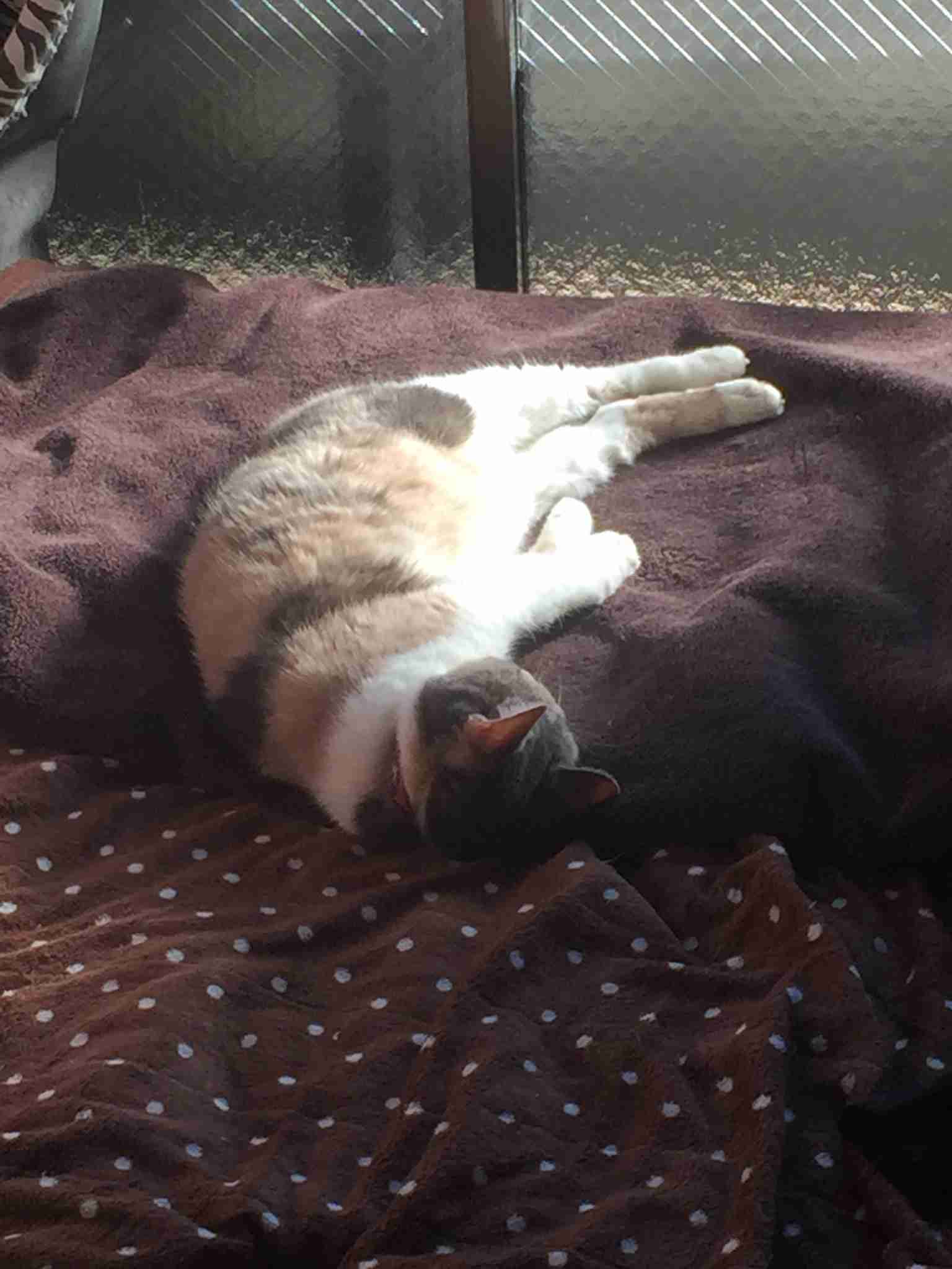 (身バレしない程度に)お宅の猫ちゃん見せてください！