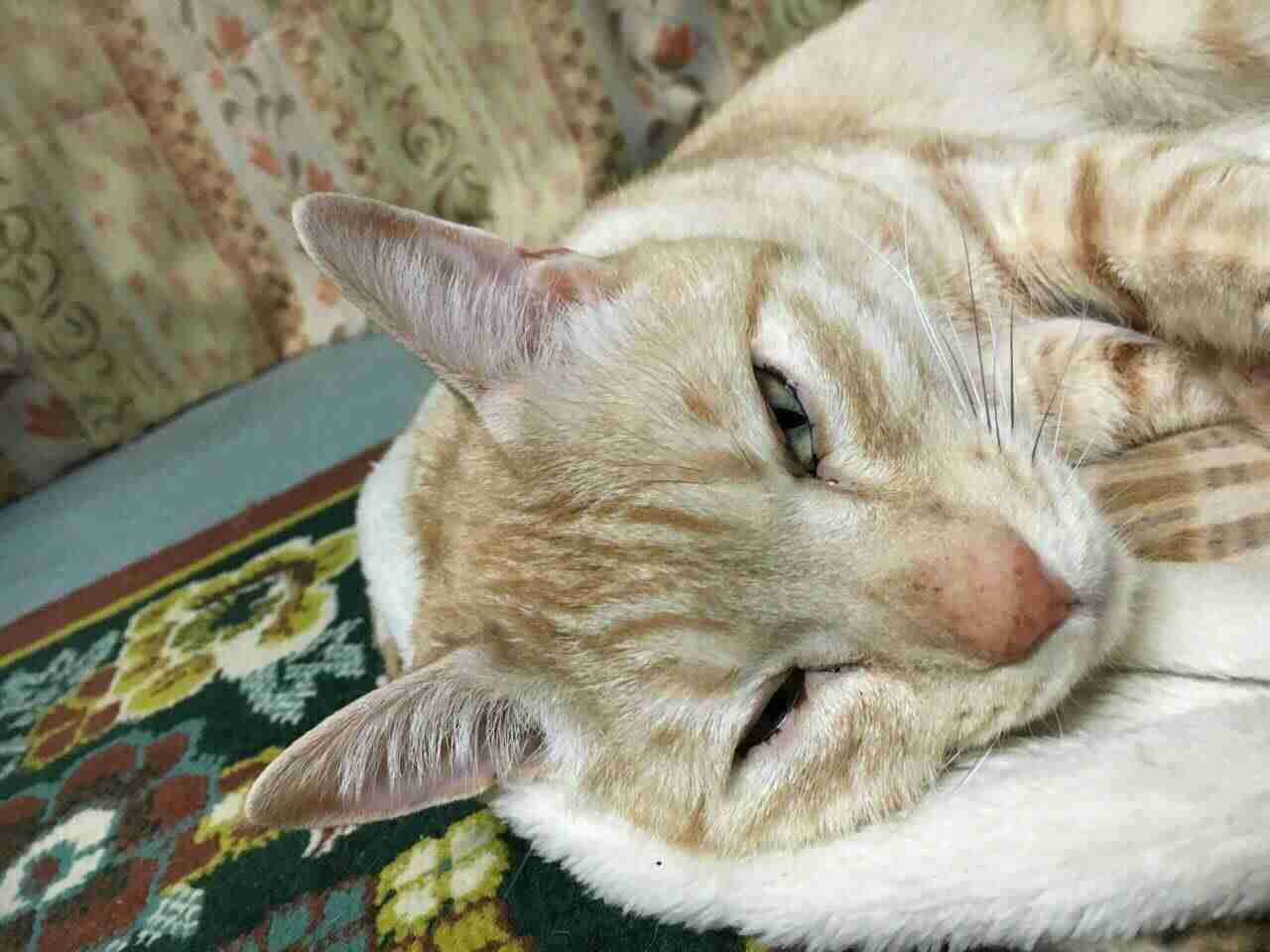 (身バレしない程度に)お宅の猫ちゃん見せてください！