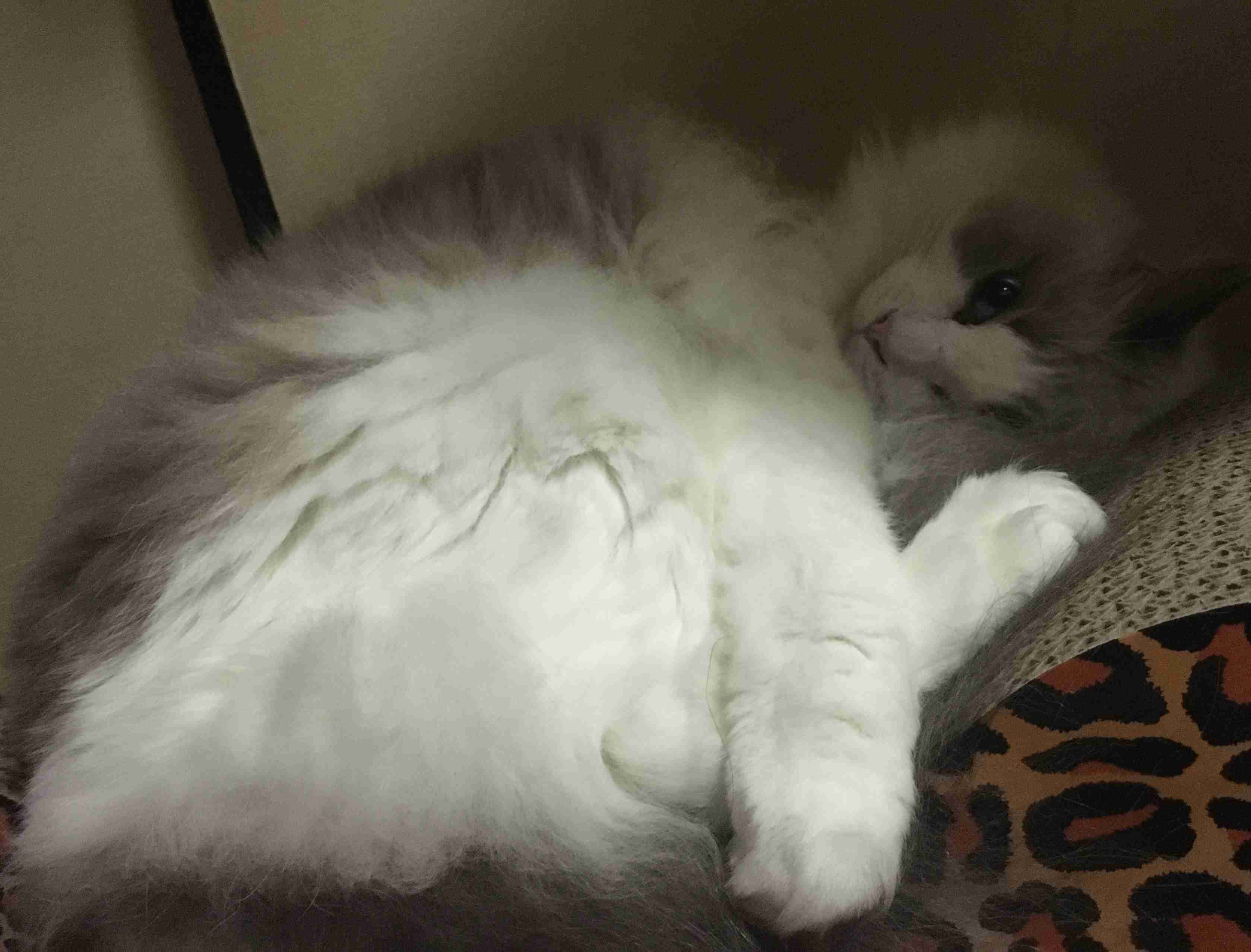 (身バレしない程度に)お宅の猫ちゃん見せてください！