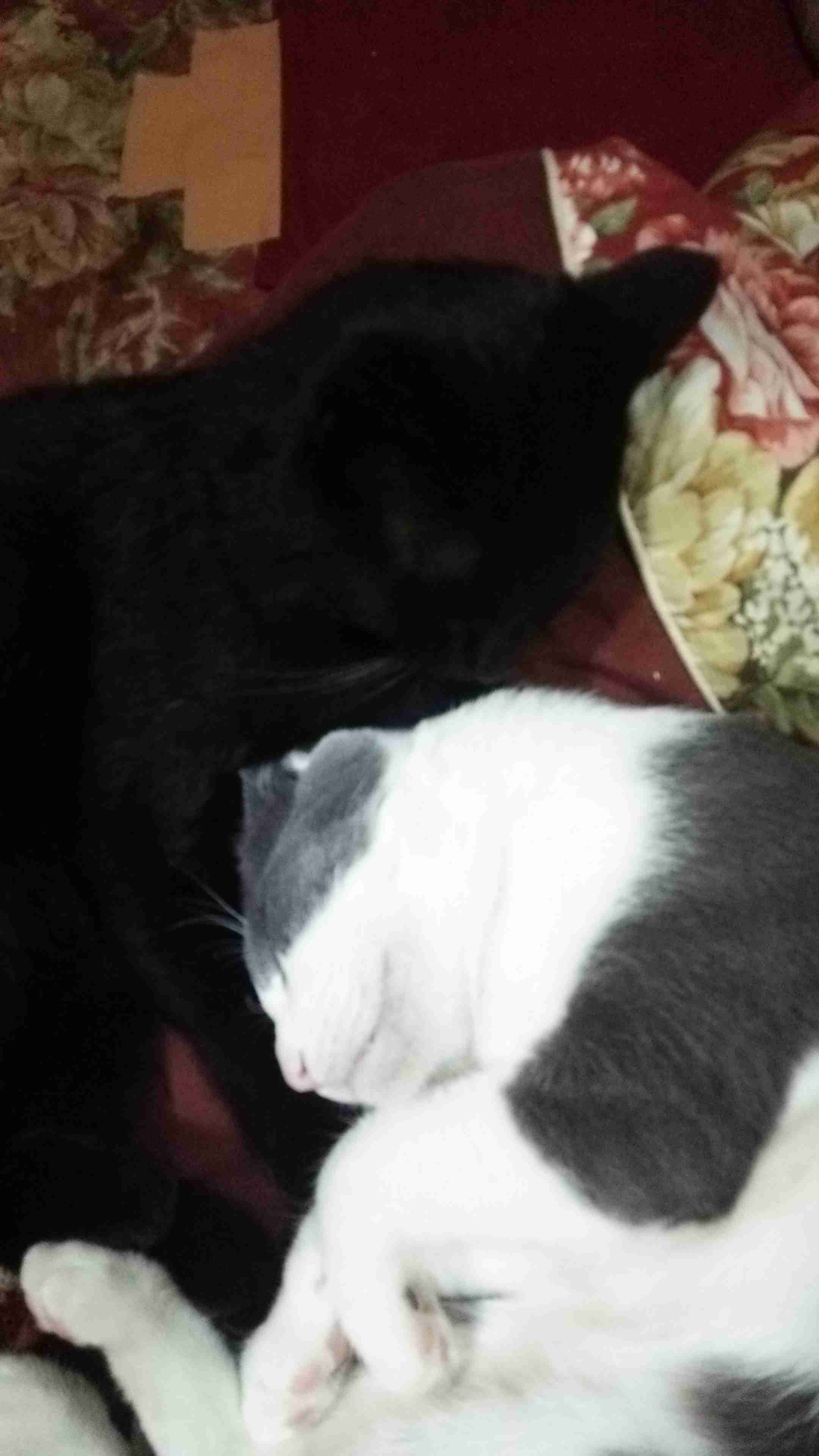 (身バレしない程度に)お宅の猫ちゃん見せてください！
