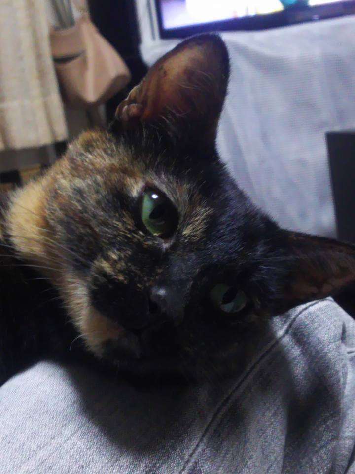 (身バレしない程度に)お宅の猫ちゃん見せてください！