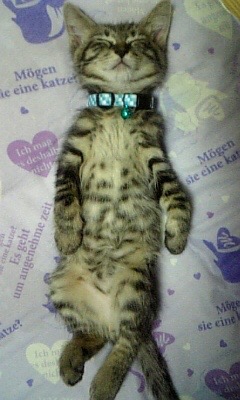 (身バレしない程度に)お宅の猫ちゃん見せてください！