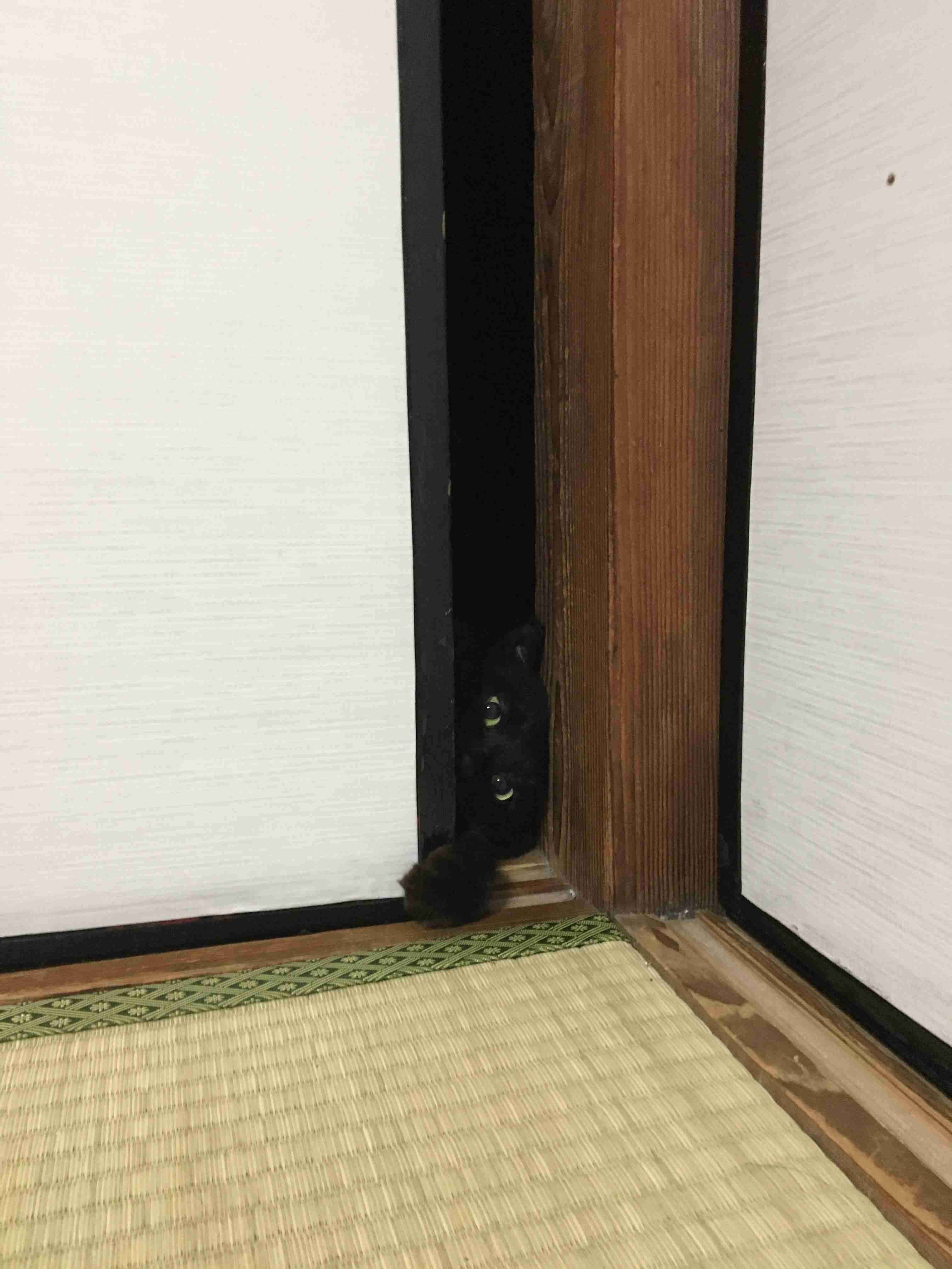 (身バレしない程度に)お宅の猫ちゃん見せてください！