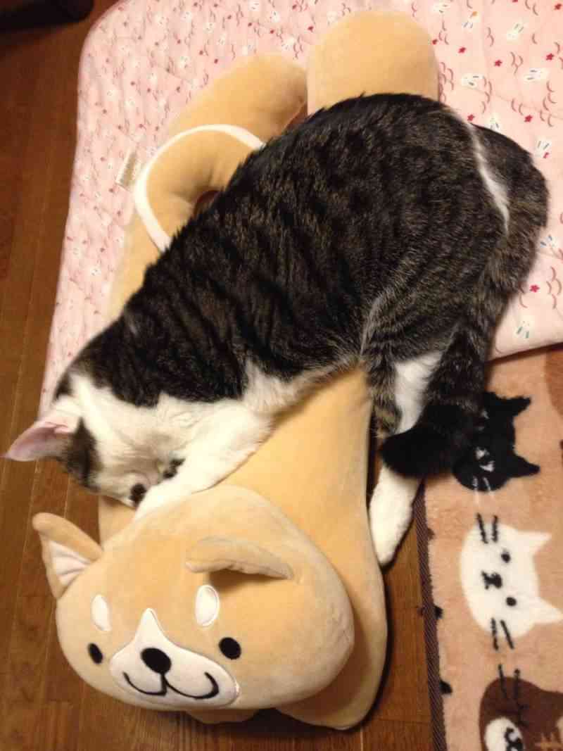 (身バレしない程度に)お宅の猫ちゃん見せてください！