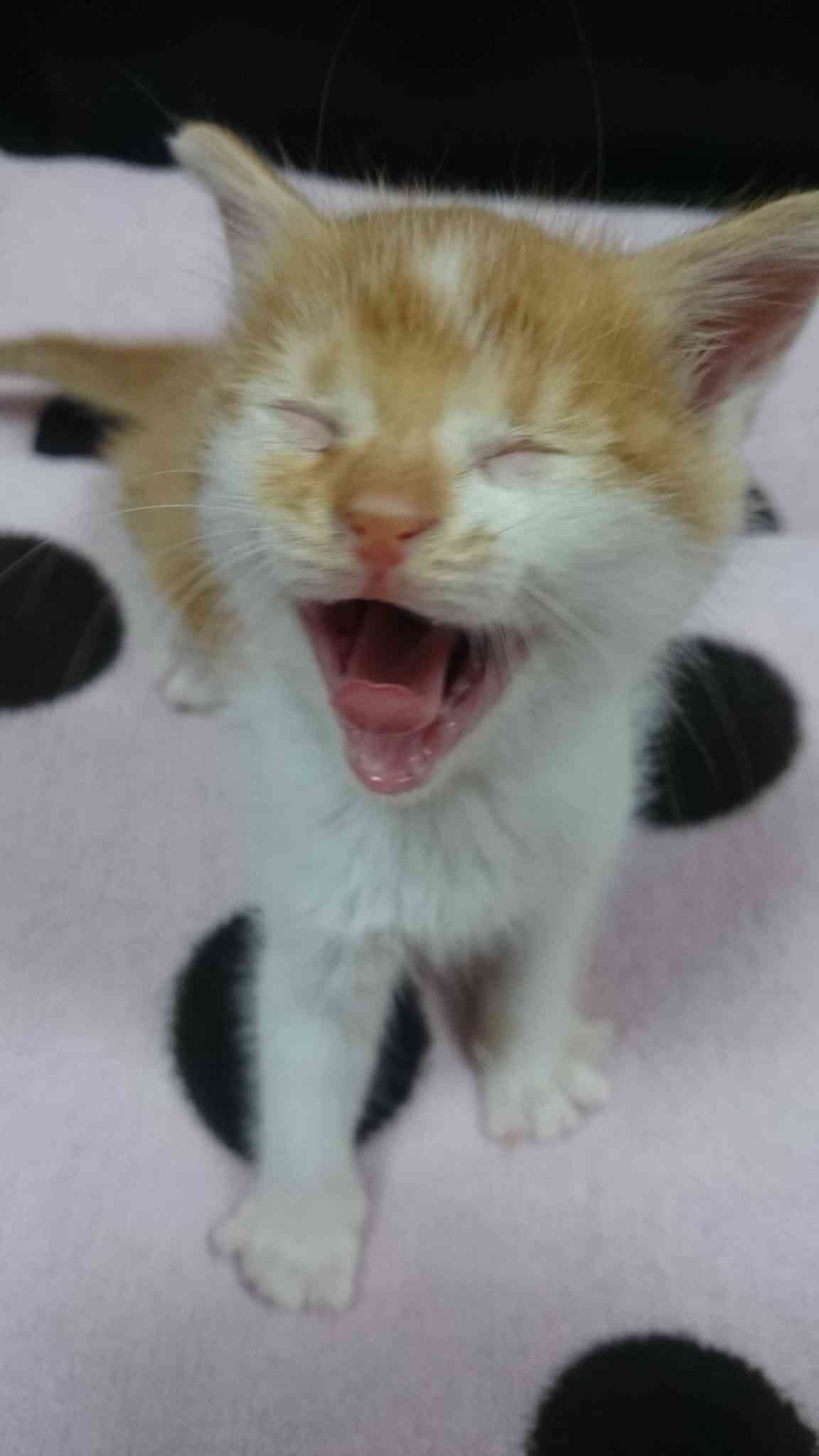 (身バレしない程度に)お宅の猫ちゃん見せてください！