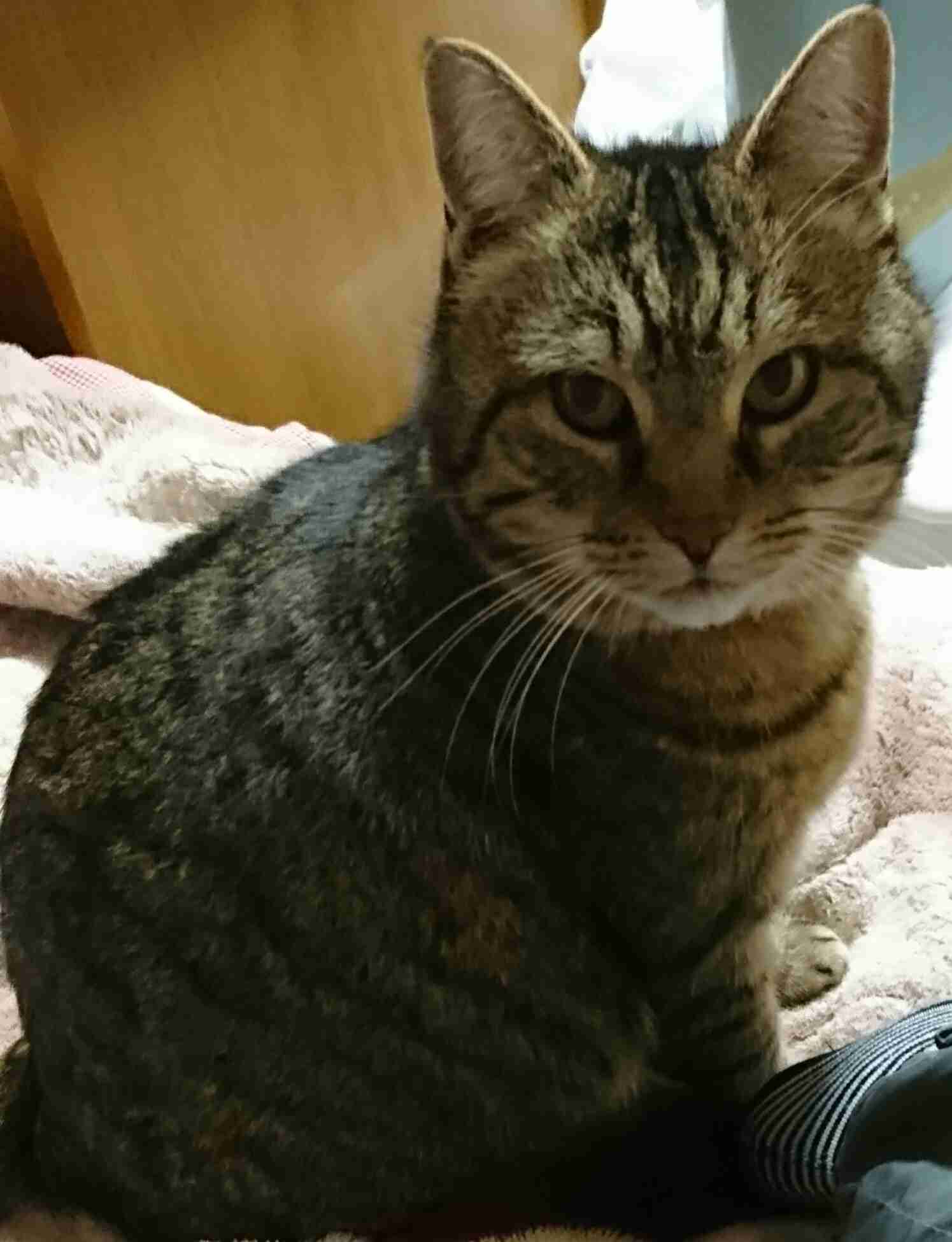 (身バレしない程度に)お宅の猫ちゃん見せてください！