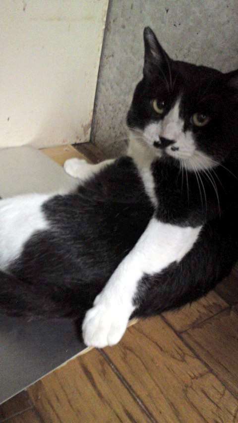 (身バレしない程度に)お宅の猫ちゃん見せてください！