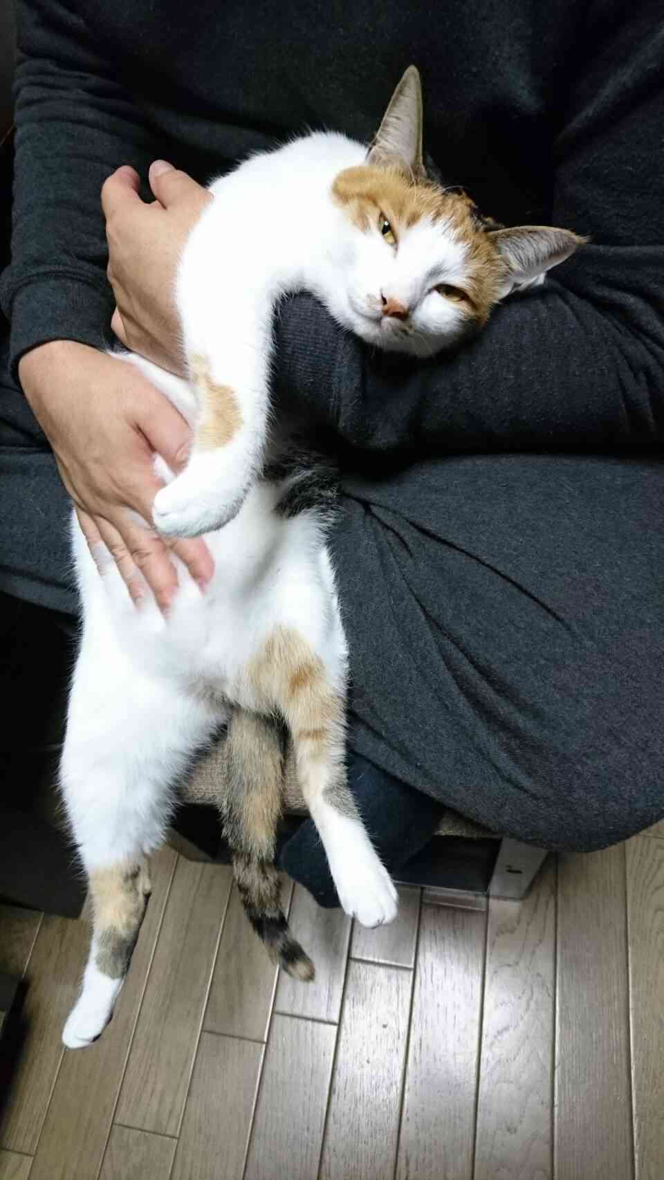 (身バレしない程度に)お宅の猫ちゃん見せてください！