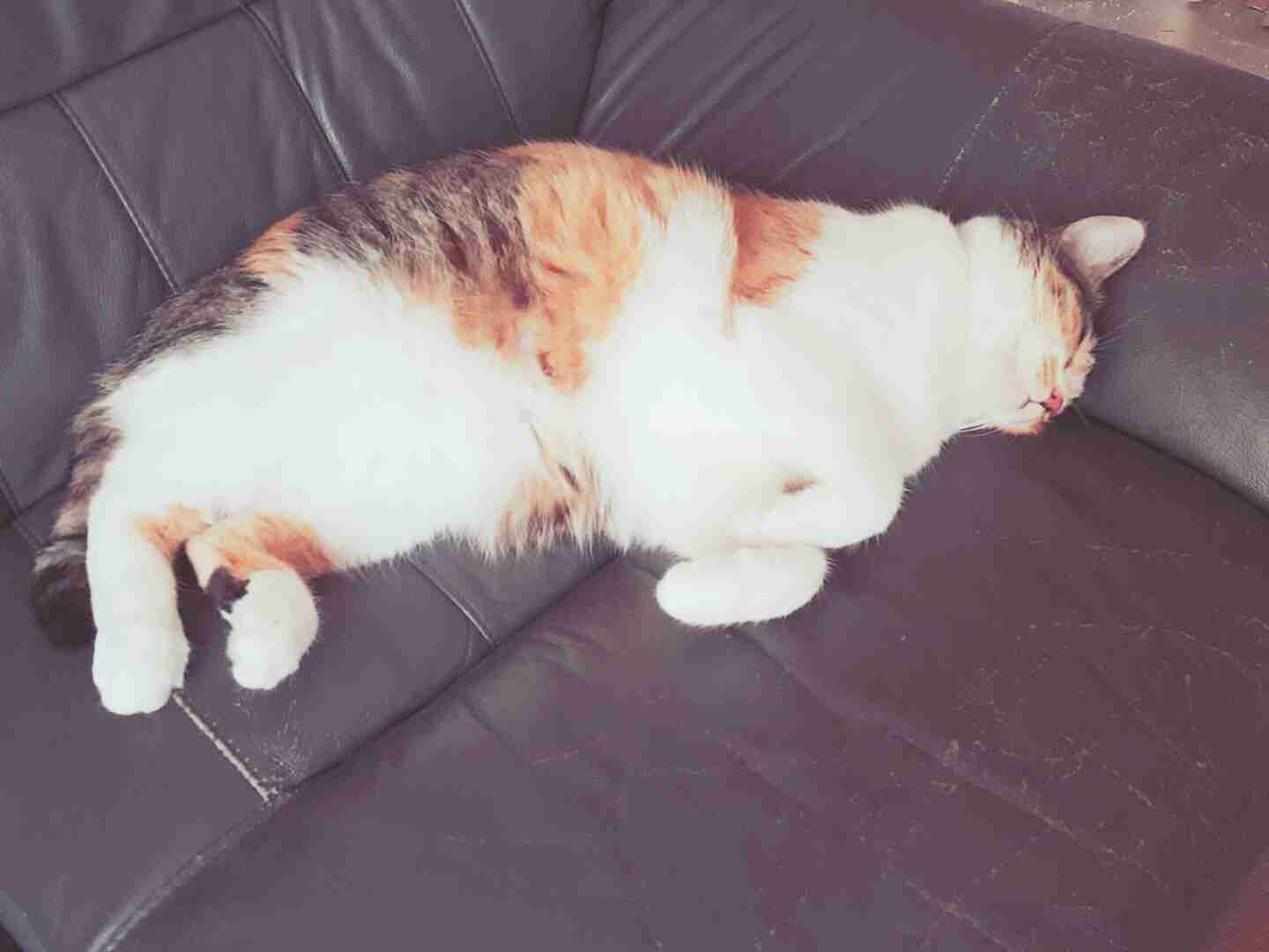 (身バレしない程度に)お宅の猫ちゃん見せてください！
