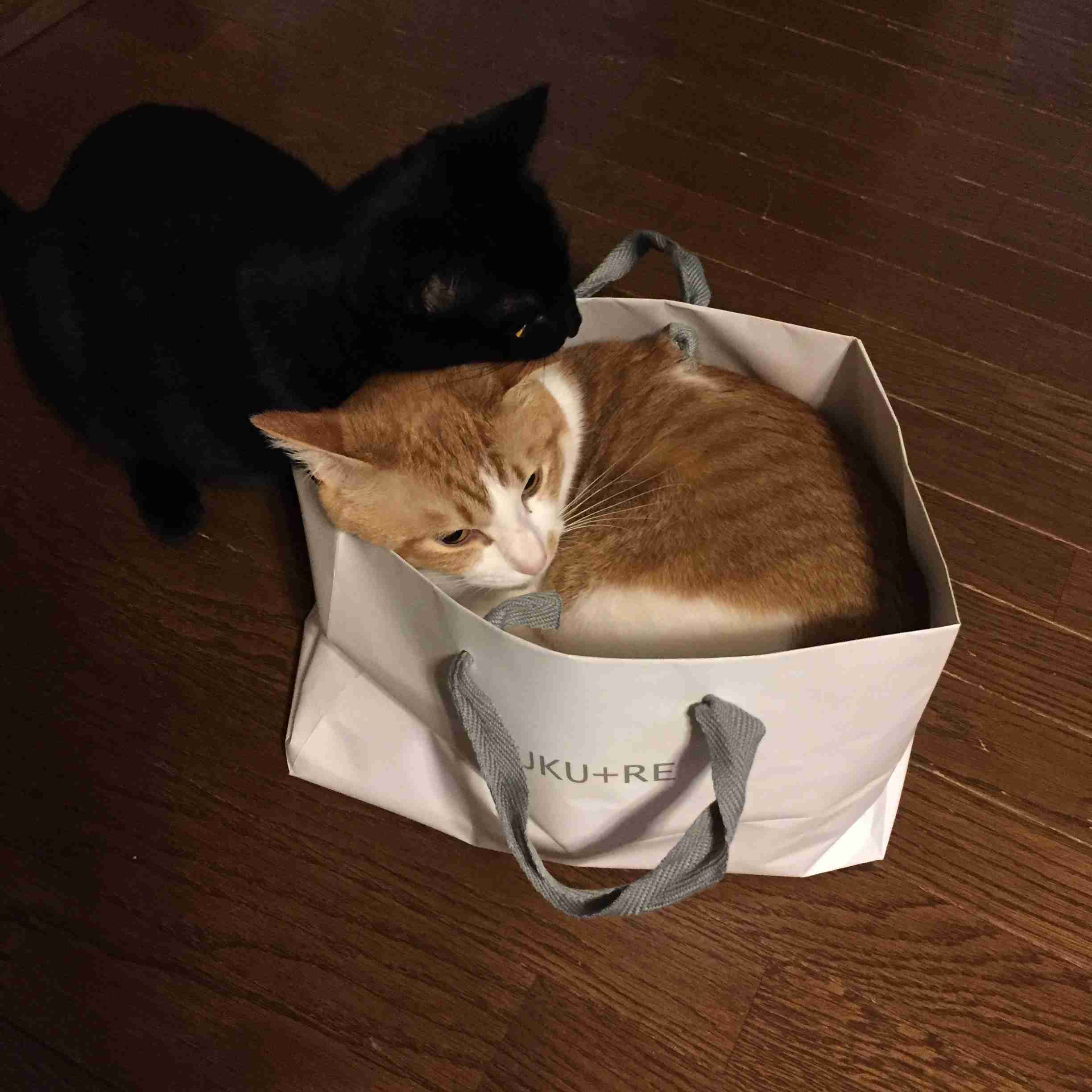 (身バレしない程度に)お宅の猫ちゃん見せてください！