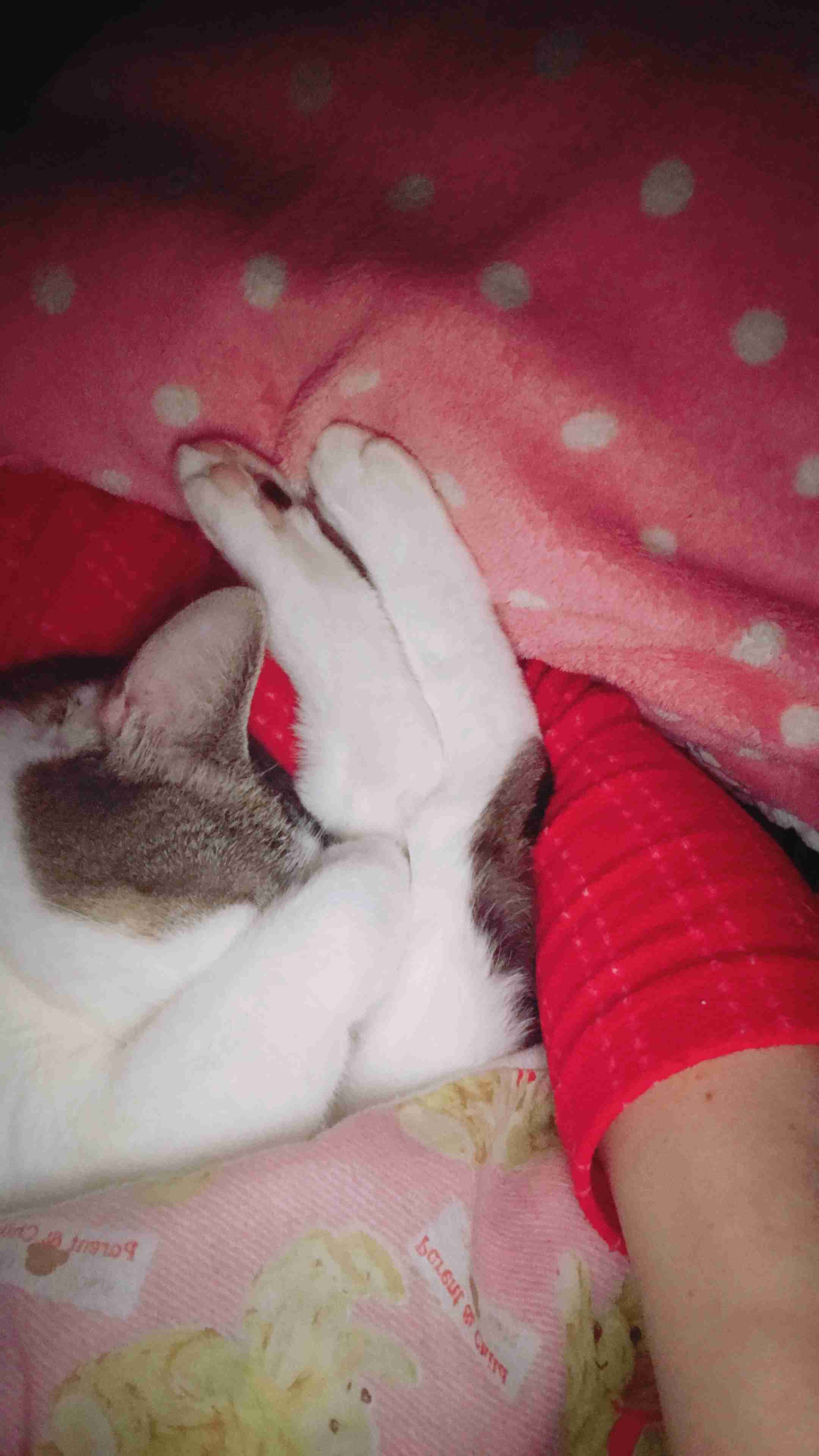 (身バレしない程度に)お宅の猫ちゃん見せてください！