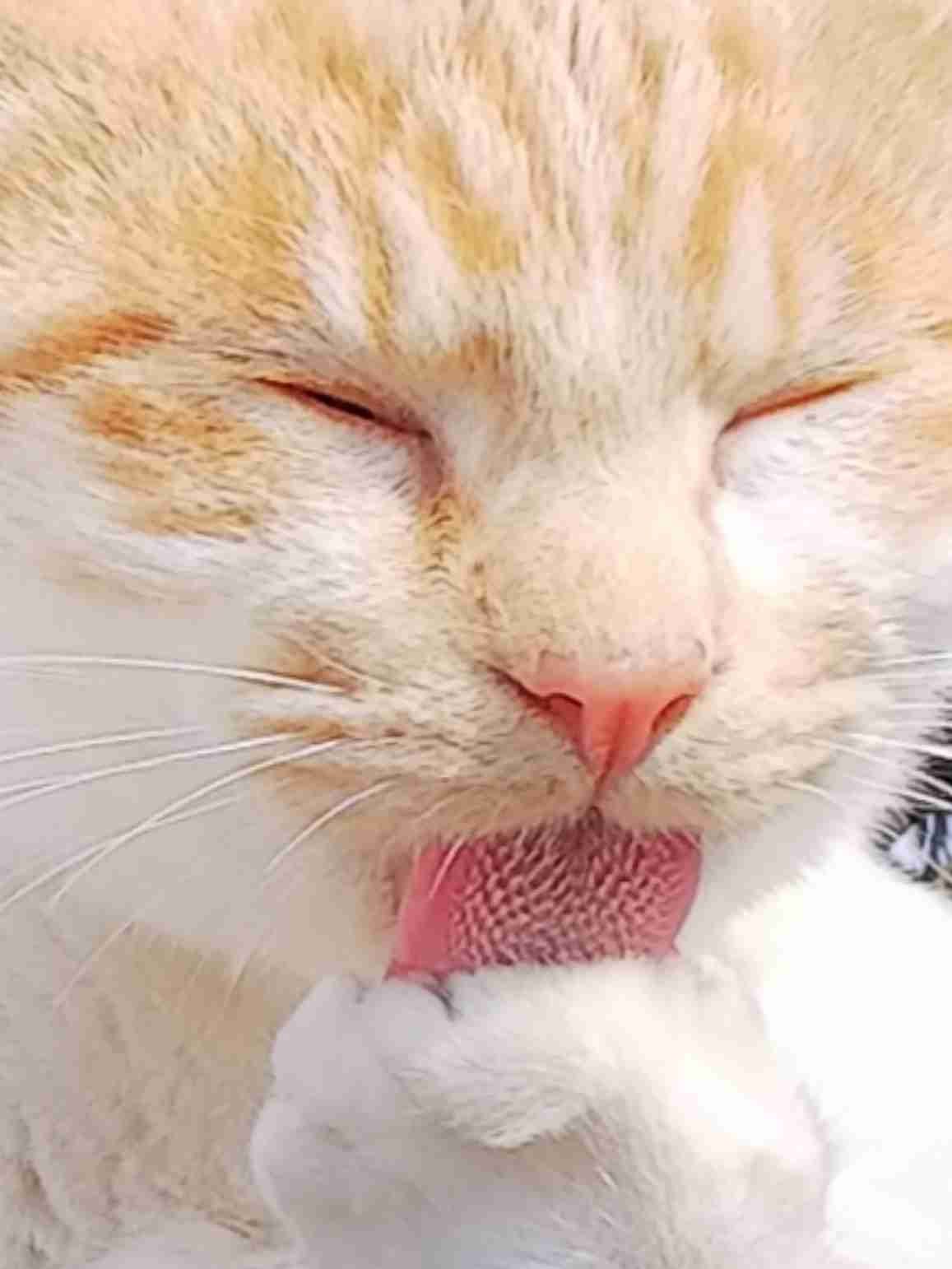(身バレしない程度に)お宅の猫ちゃん見せてください！