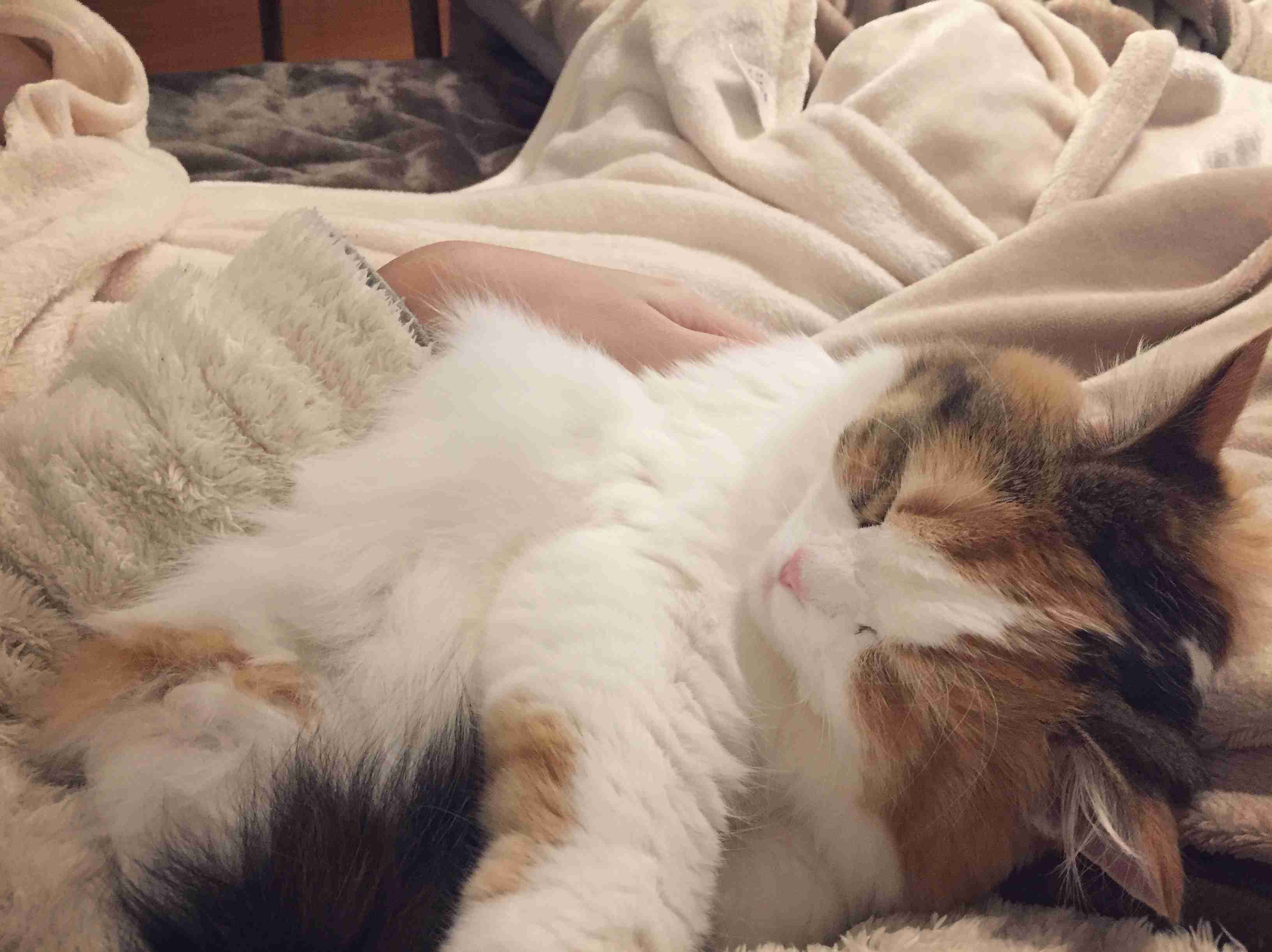 (身バレしない程度に)お宅の猫ちゃん見せてください！