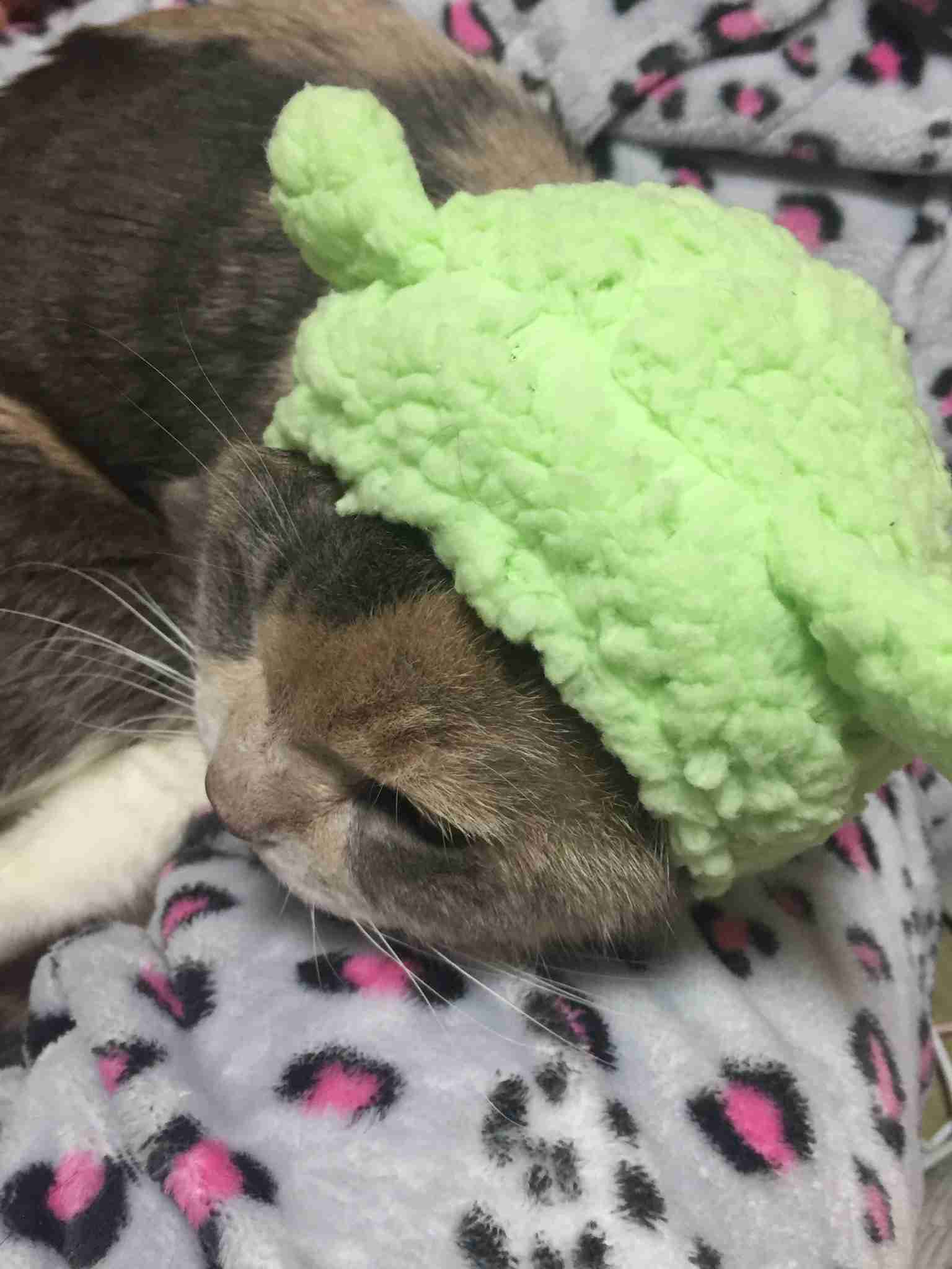 (身バレしない程度に)お宅の猫ちゃん見せてください！