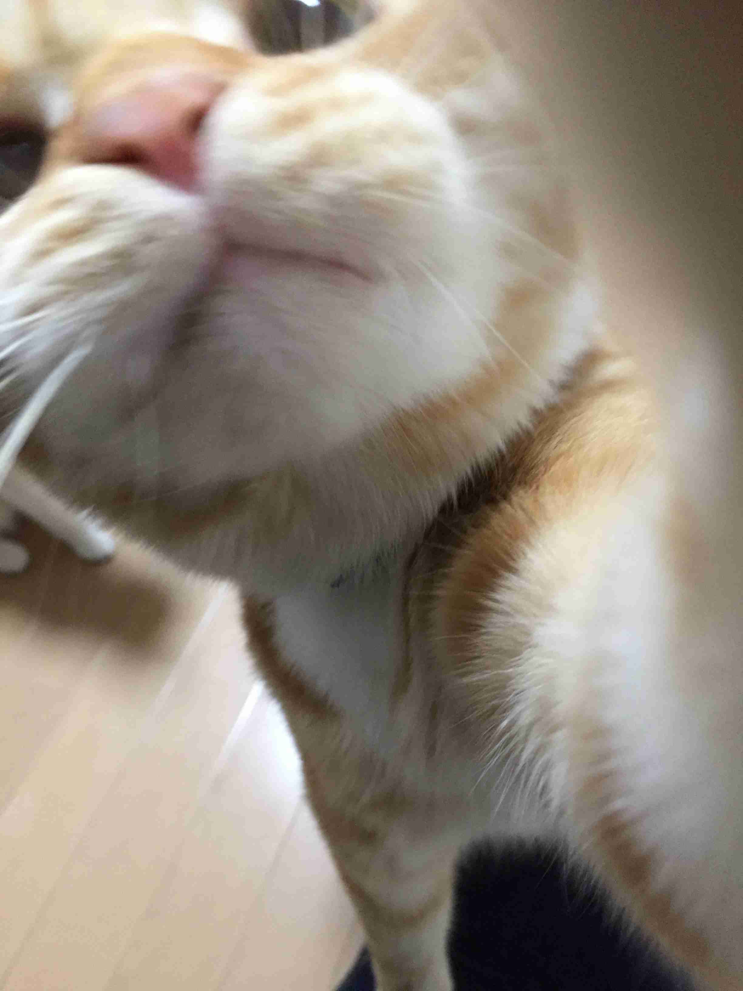 (身バレしない程度に)お宅の猫ちゃん見せてください！
