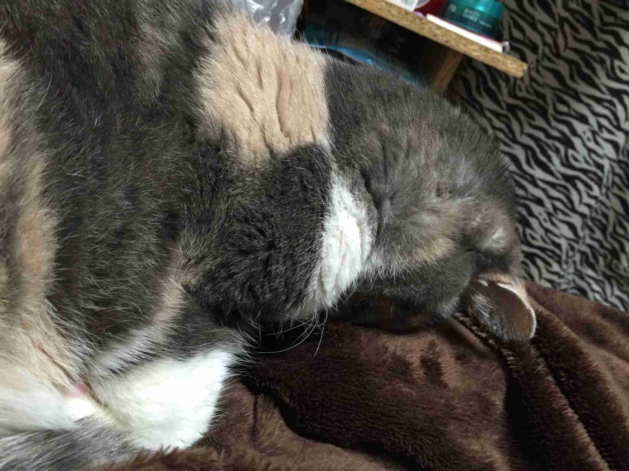 (身バレしない程度に)お宅の猫ちゃん見せてください！
