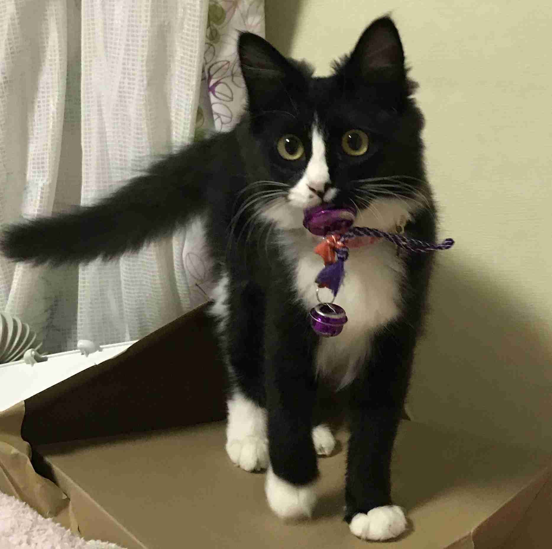 (身バレしない程度に)お宅の猫ちゃん見せてください！