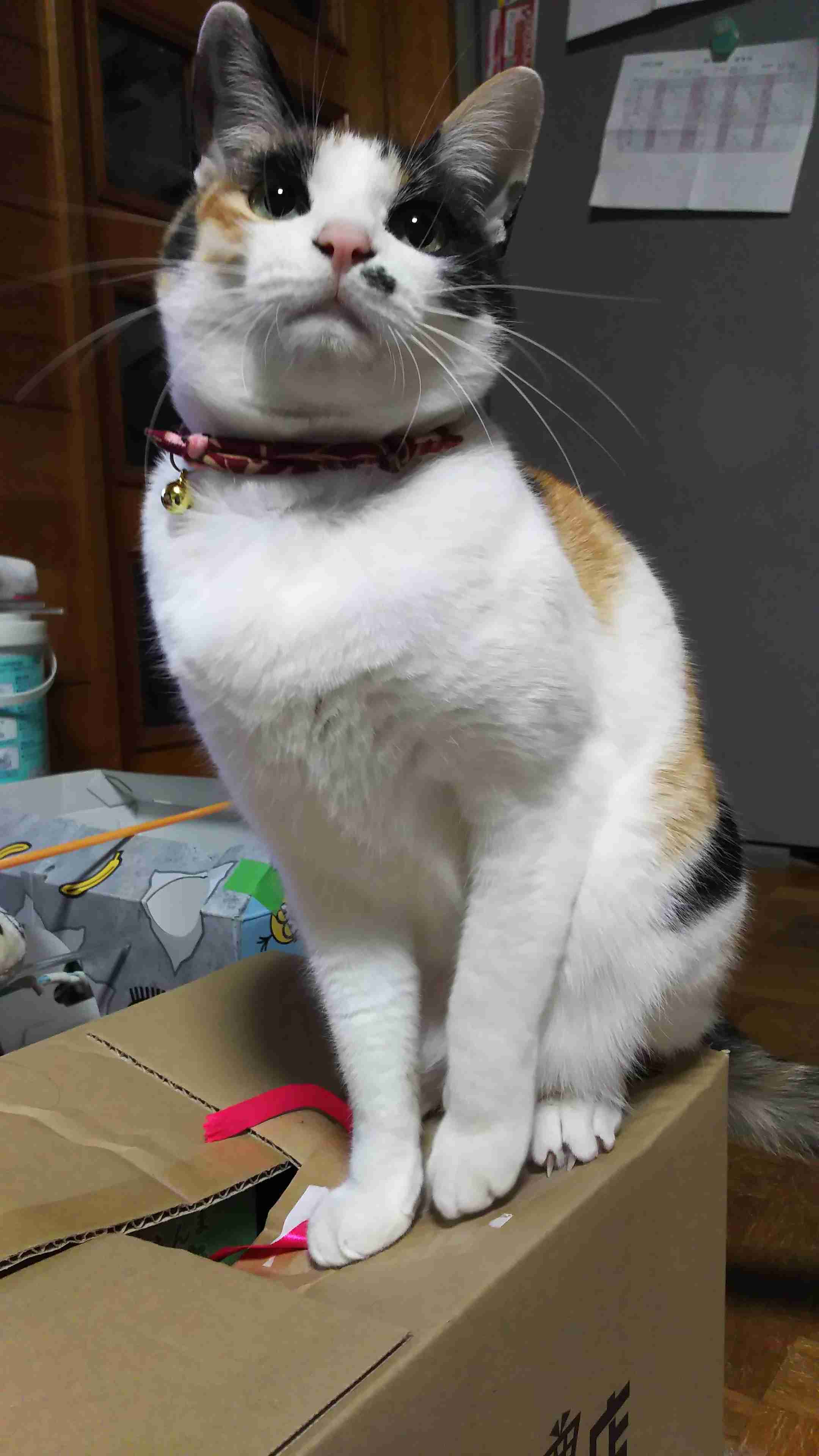 (身バレしない程度に)お宅の猫ちゃん見せてください！