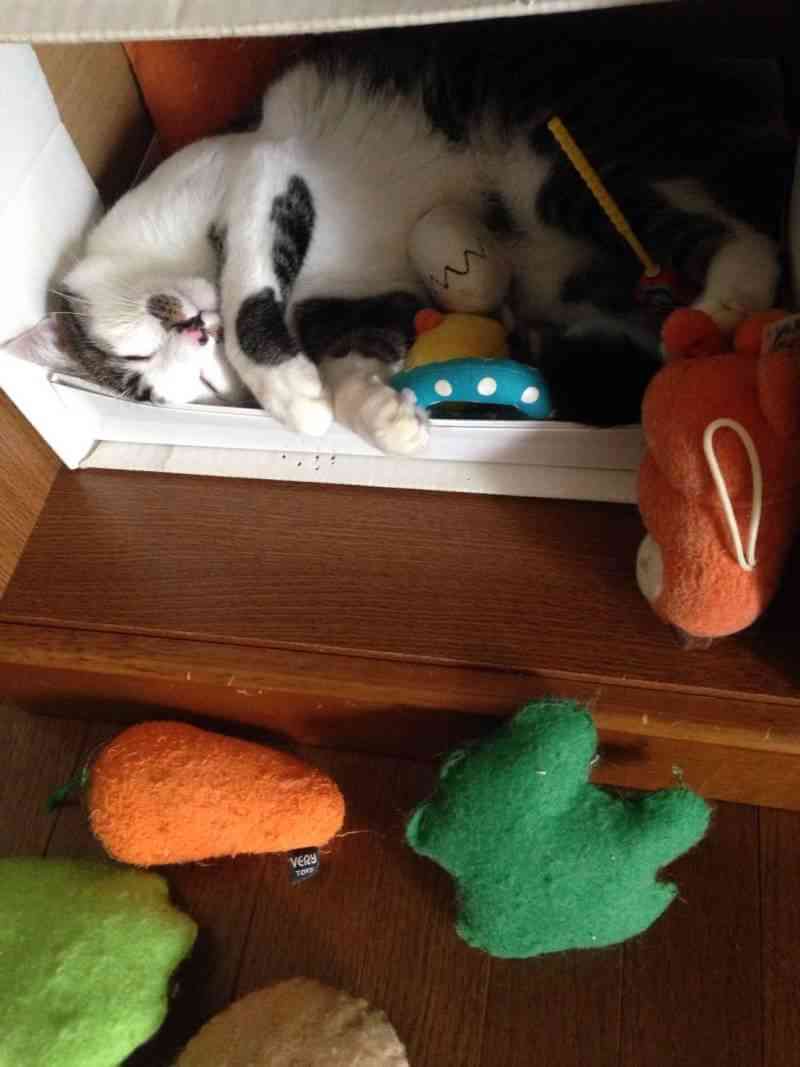 (身バレしない程度に)お宅の猫ちゃん見せてください！