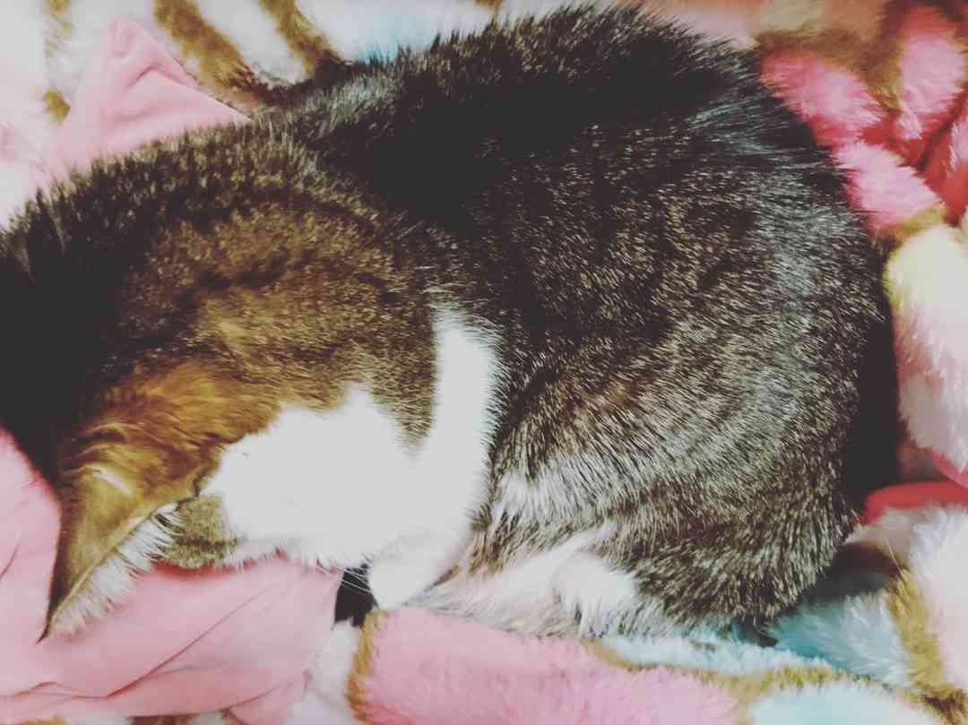 (身バレしない程度に)お宅の猫ちゃん見せてください！
