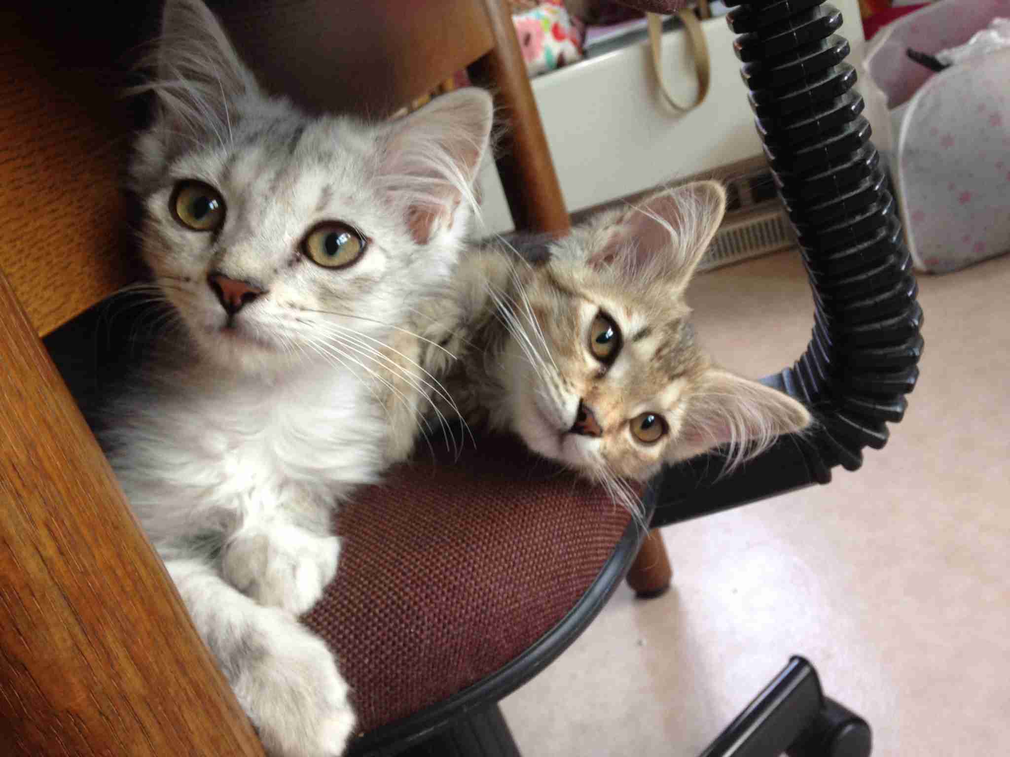 (身バレしない程度に)お宅の猫ちゃん見せてください！