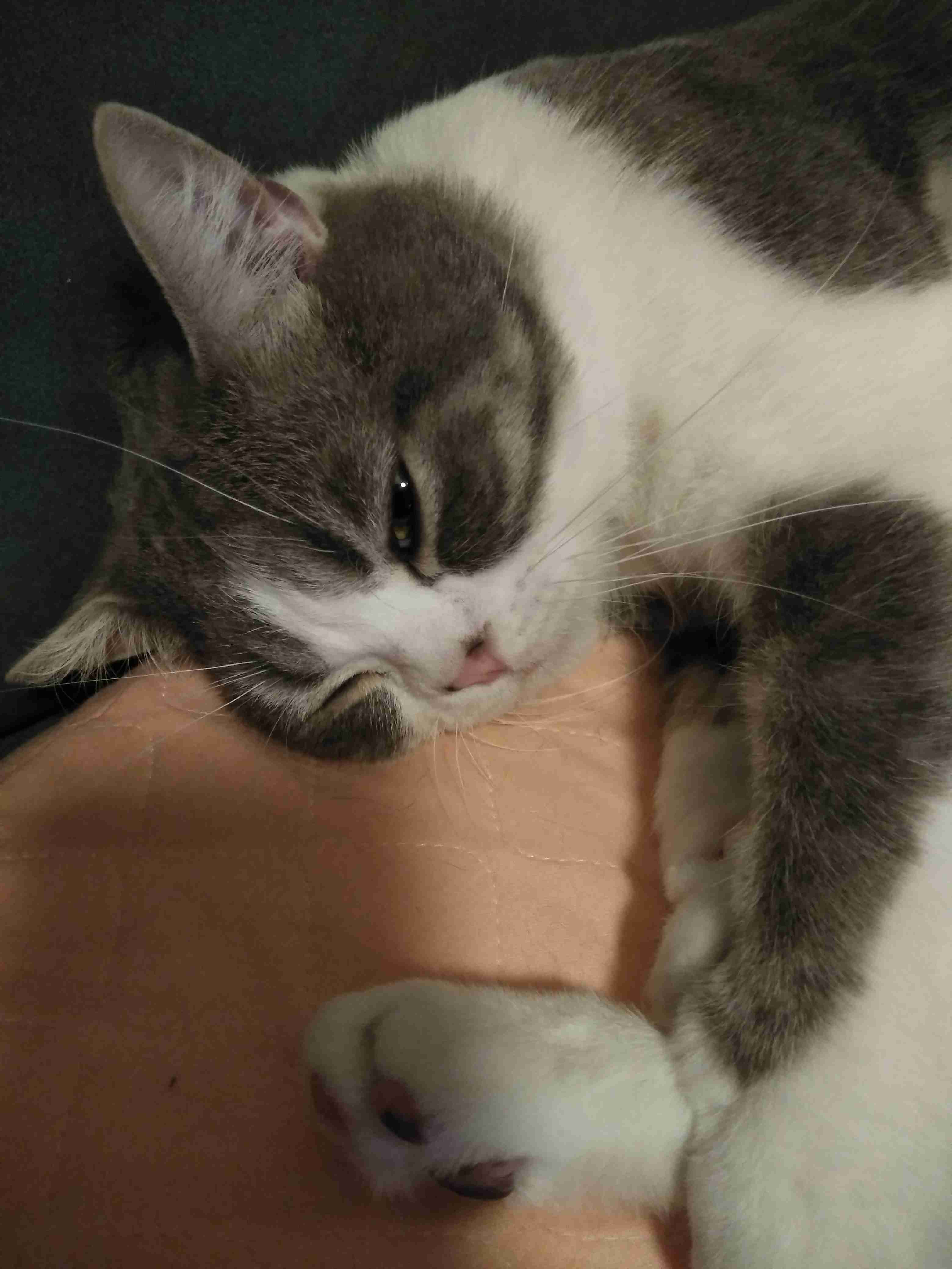 (身バレしない程度に)お宅の猫ちゃん見せてください！