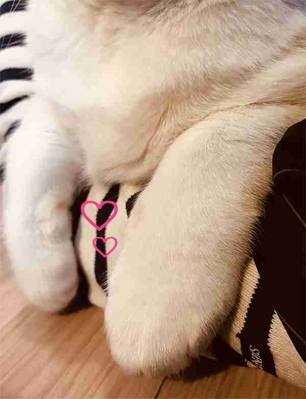 (身バレしない程度に)お宅の猫ちゃん見せてください！