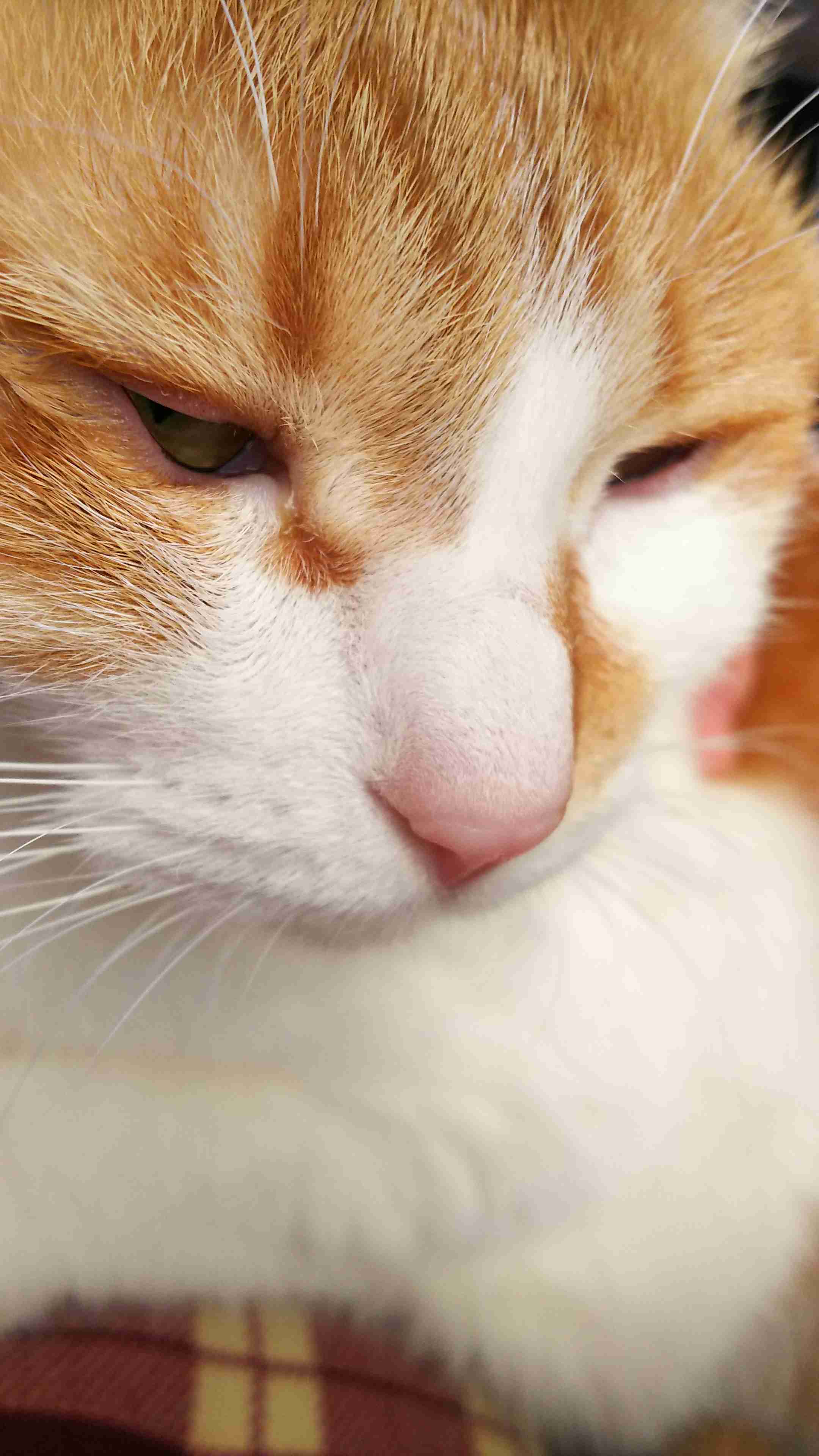(身バレしない程度に)お宅の猫ちゃん見せてください！