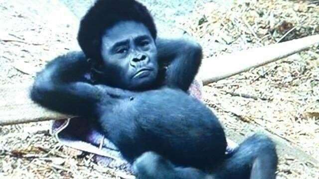 芸能人で動物園を作ろう