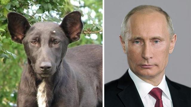 芸能人で動物園を作ろう