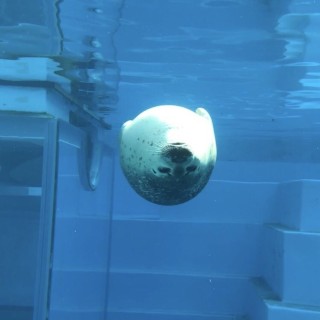 知ってる画像に＋するトピ