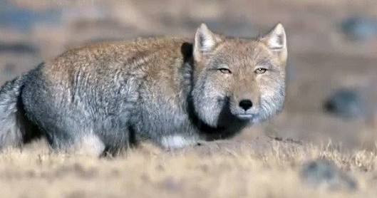 知ってる画像に＋するトピ