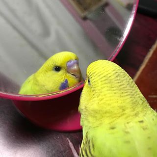 動物達の横顔が集まるトピ