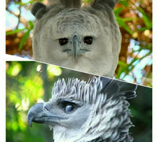 芸能人の横顔が見たい