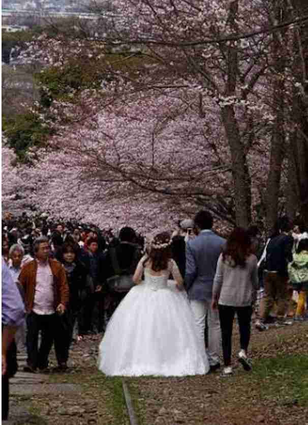 「日本で花見」の中国人が激増、旅行サイトの予約は前年比6割増に