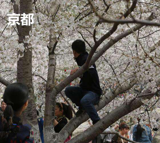 「日本で花見」の中国人が激増、旅行サイトの予約は前年比6割増に