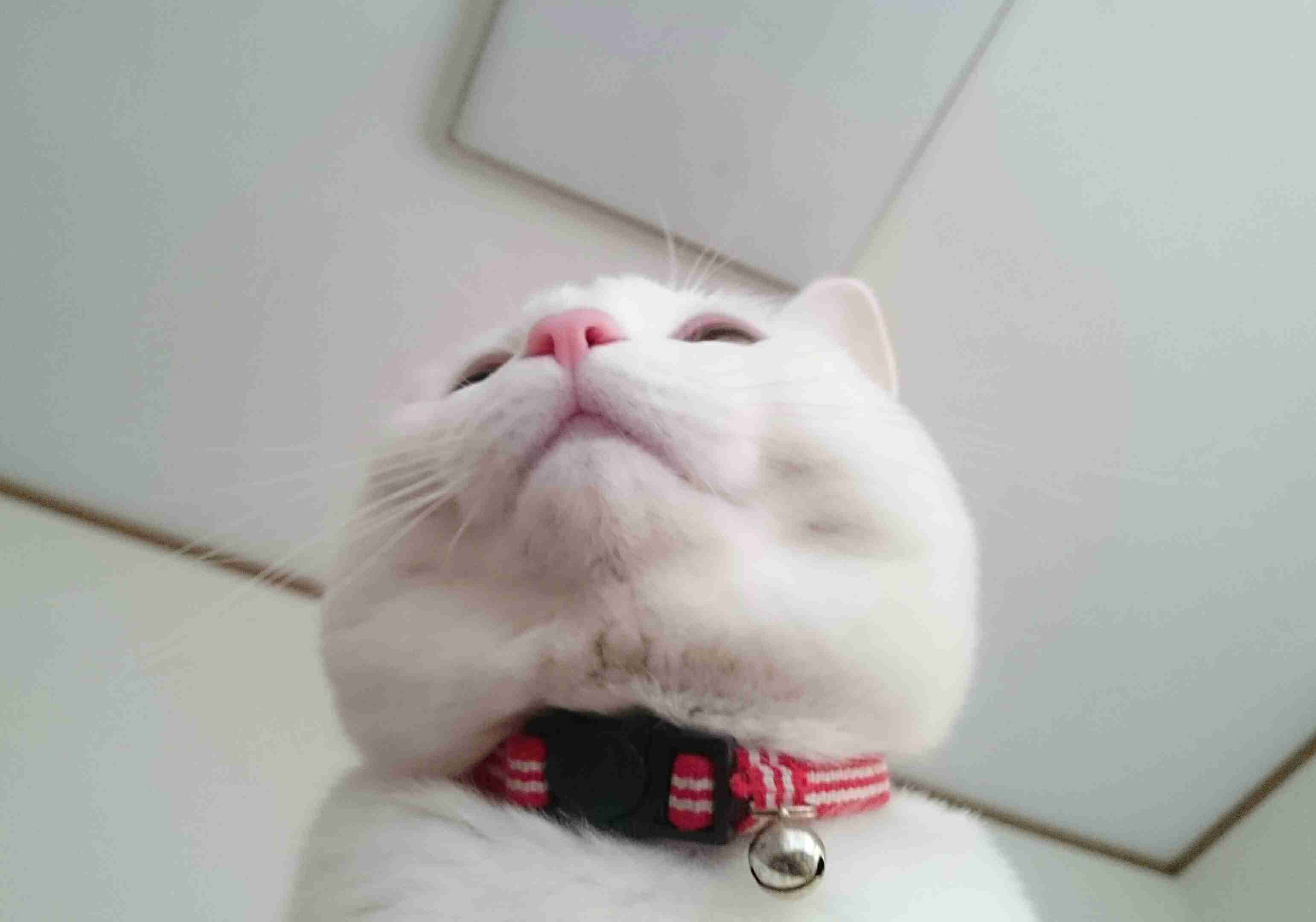 白猫画像トピ