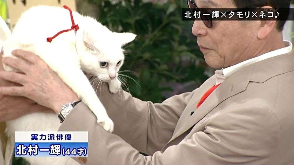 白猫画像トピ